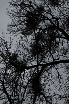 Abstract Silhouette of Tree Branches in black and white