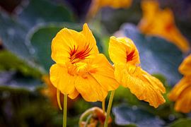 Indische Kresse von Rob Boon