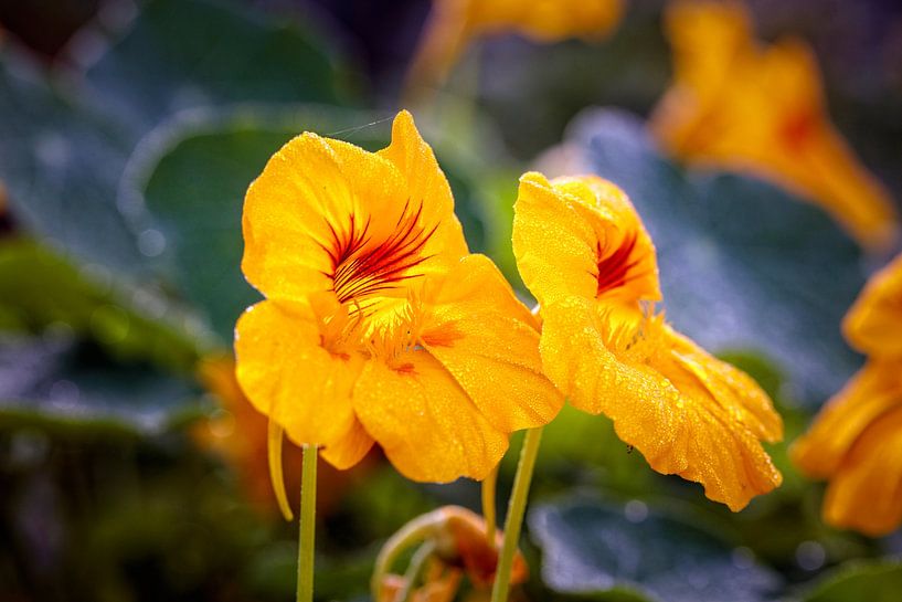 Indian cress by Rob Boon