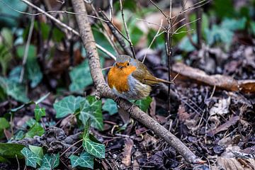 The robin by Fotografie design N