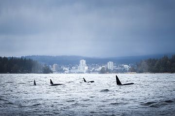 School Orca's voor de kust van Nanaimo | Vancouver Island | Canada van Laura Dijkslag