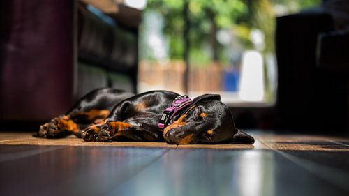 Sonnenbadender Dackelhund