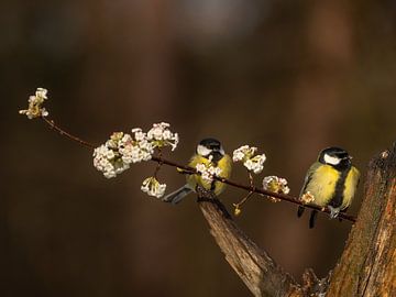 Mésange charbonnière sur une branche fleurie sur Ilona Hogers