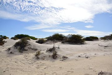 De duinen veroveren van Frank's Awesome Travels