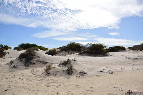 De duinen veroveren