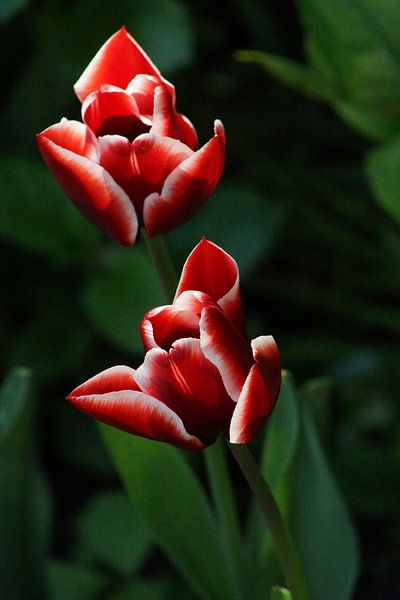 Tulpen by Bennie Eenkhoorn