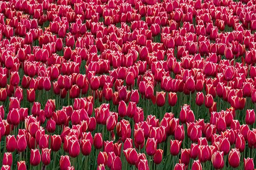 Des tulipes dans les champs de tulipes du Flevoland