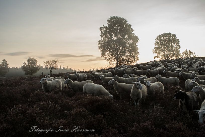 Heerlijk grazen op de heide van Irma Huisman