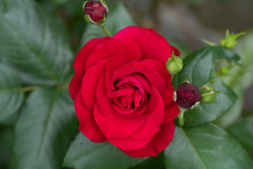 Rozen van Maaike Krimpenfort