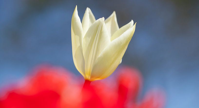 Witte tulp van Karin Keesmaat Kijk-Kunst