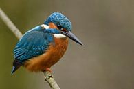 Eurasian Kingfisher  ( Alcedo atthis ), male bird, colourful, perched on a branch for hunting van wunderbare Erde thumbnail