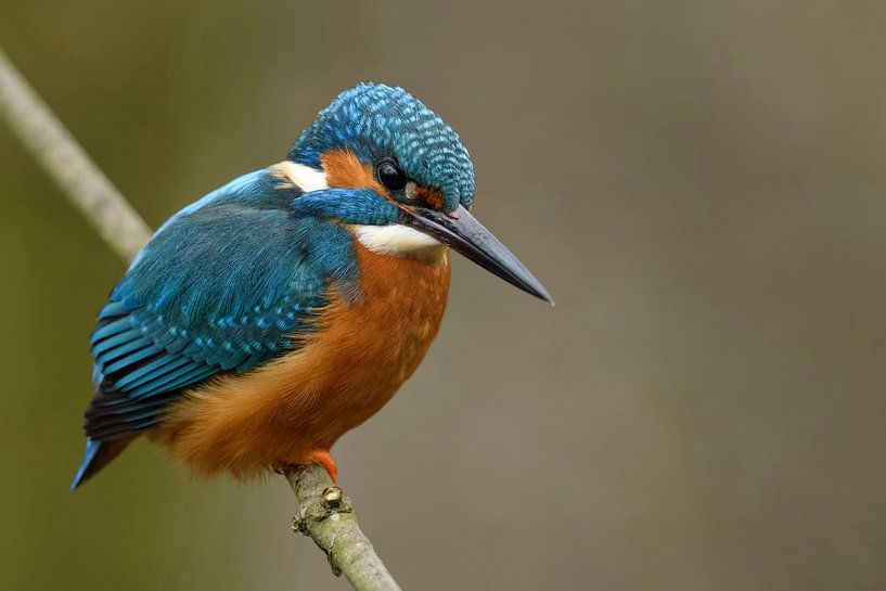 Eisvogel  ( Alcedo atthis ), männlicher Altvogel, sitzt auf einem Ast, um zu jagen van wunderbare Erde