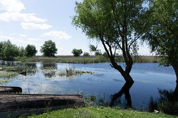 Idyllic riverside landscape