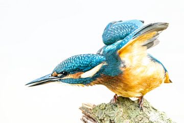 Eisvogel auf Ast von Gianni Argese