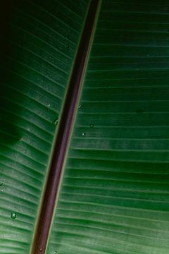 Close up van een blad, met nerven en dauw