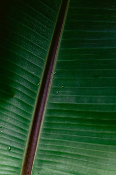 Close up of a leaf, with veins and dew by Simone Neeling