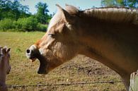 Het lachende paard van Pieter Voogt thumbnail