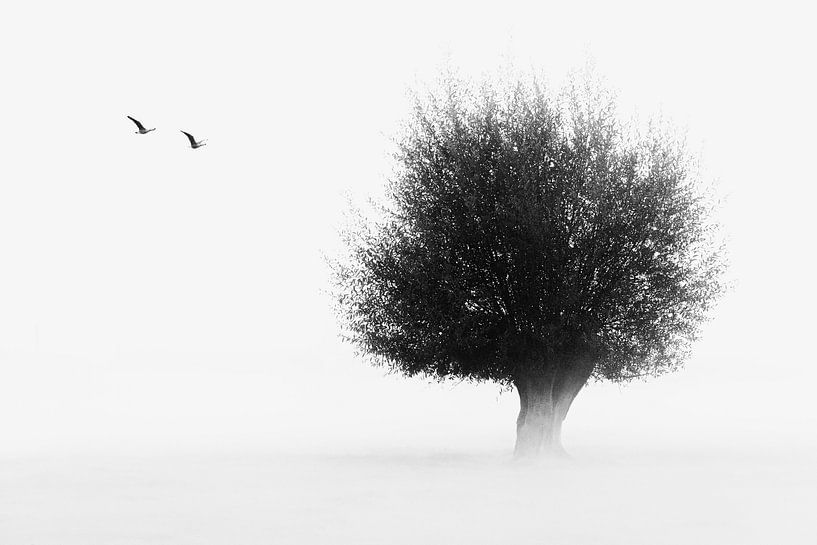 Baum im Nebel von E Picqtures