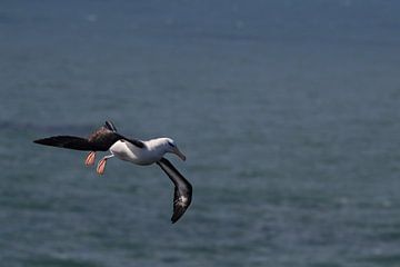 Black-browed Albatros ( Thalassarche melanophris ) or Mollymawk Helgoland Island Germany von Frank Fichtmüller