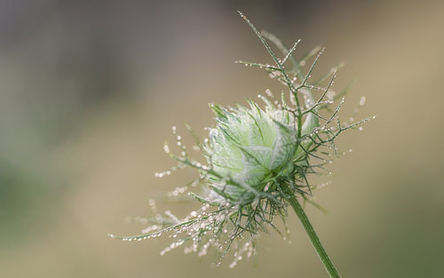 Des gouttelettes d'eau sur la « Juffertje in het Groen » à la lumière du soir sur Marga Vroom