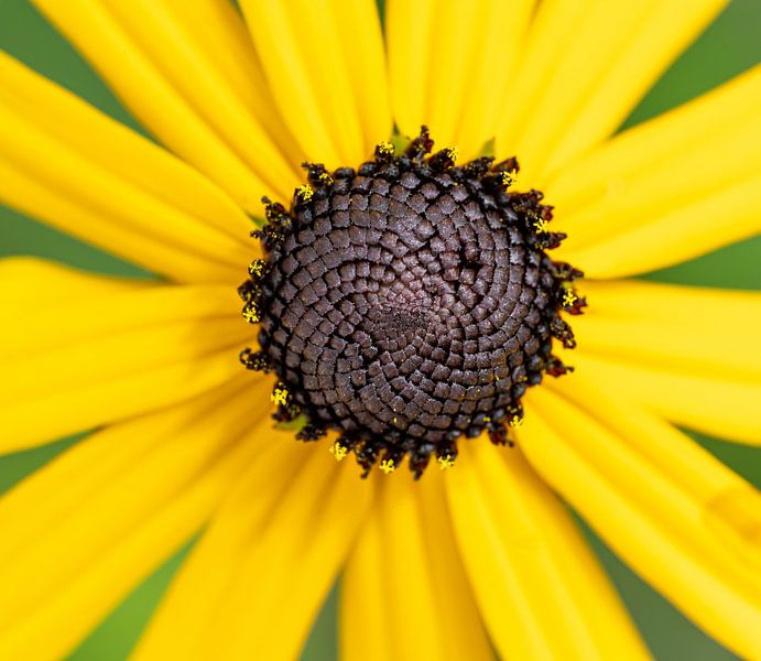 Macro van een gele Echinaceabloem van ManfredFotos