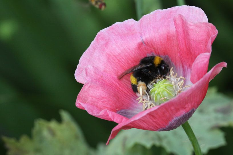 Biene auf einer Mohnblume  von Cora Unk