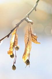 Gelassenheit am Tak von Mootjes