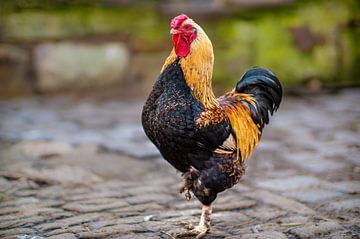 een tamme haan op een kippenboerderij van Mario Plechaty Photography