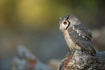 Suedbuescheleule / Weißgesichtseule ( Ptilopsis granti ) hockt im Sonnenaufgnag auf einem Stein, seh von wunderbare Erde