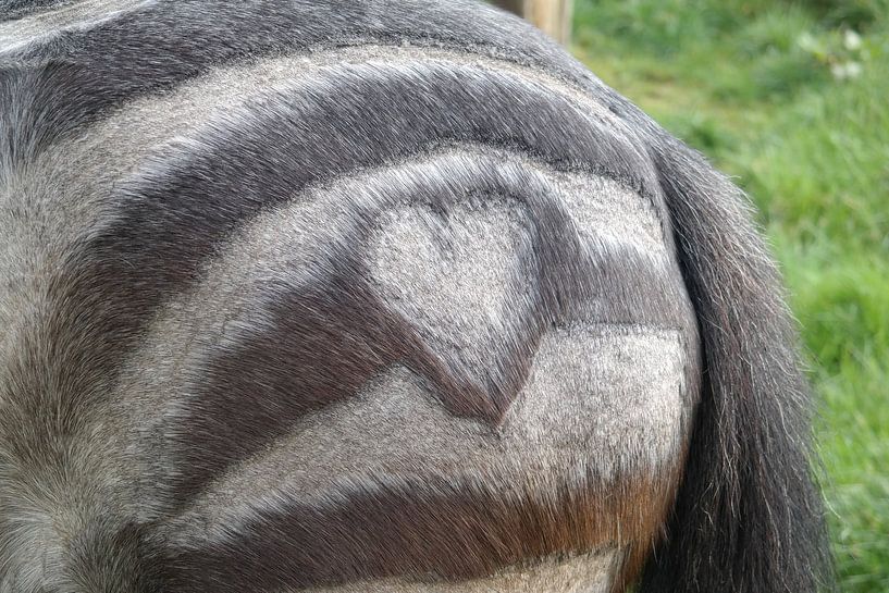 Paarden hart by Foto Hal