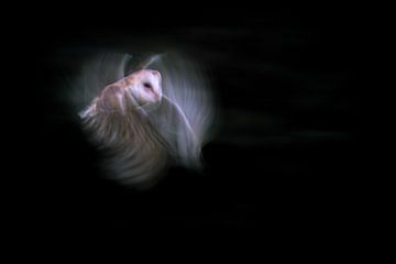 Barn owl in full swing by Larissa Rand