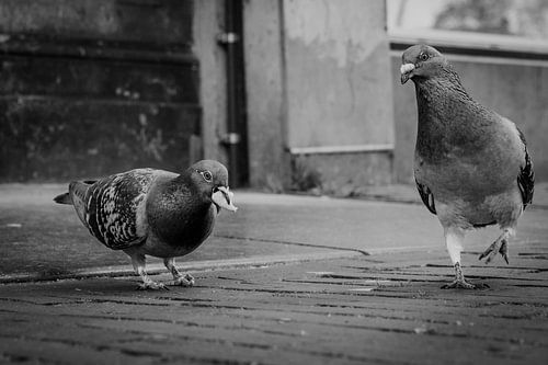 Pigeons