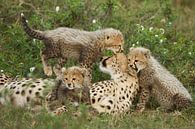 Familie cheeta van Anja Brouwer Fotografie thumbnail