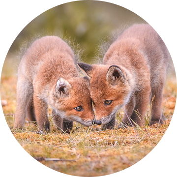 Vossenwelpjes van Andy van der Steen - Fotografie