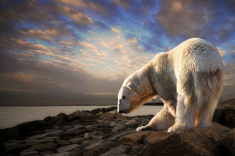 Ours polaire. par Tilly Meijer