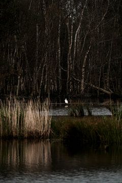 Oiseau dans un marais sombre Paysage forestier pittoresque