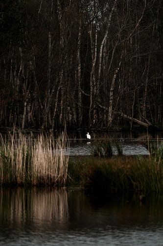 Vogel in Donker Moeras Sfeervol Boslandschap