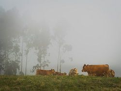 Kühe im Nebel