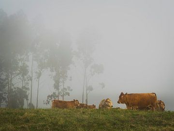Cows in the fog by Willemijn Wolthaus