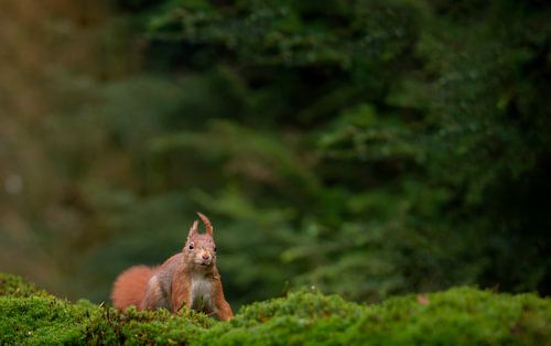 Eekhoorn in het bos, Squirrel in the woods