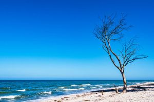 Tree on shore of the Baltic Sea van Rico Ködder