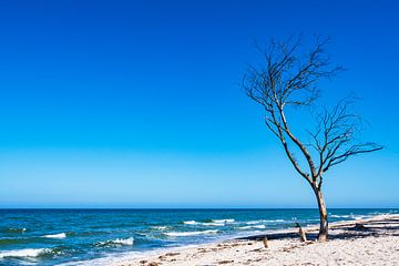 Tree on shore of the Baltic Sea by Rico Ködder