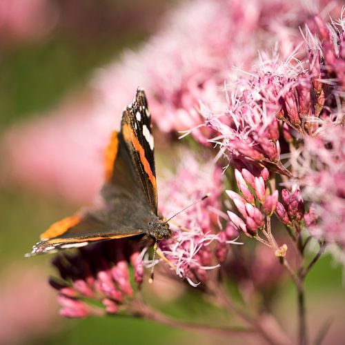 Macro van vlinder op roze bloemen
