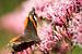 Macro van vlinder op roze bloemen van Marloes van Pareren