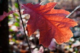 Feuilles d'automne au soleil