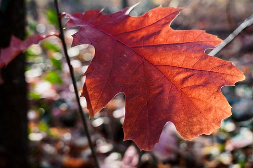 Herfstbladeren in de zon