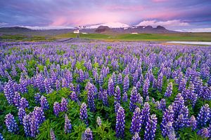 Coucher de soleil à Ingjaldshólskirkja, Islande sur Joep de Groot