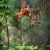 red squirrel by Andy van der Steen - Fotografie
