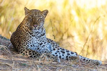 Leopard by Marco Kost