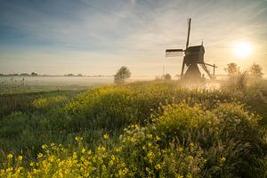 Le moulin De Broekmolen à Streefkerk, au milieu des fleurs printanières